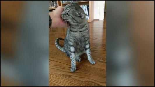 pillarbox illustration